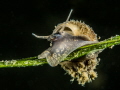   Small snail afresh water lake. Who says fresh boring lake  